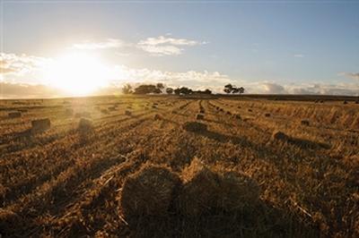 corn field.jpg